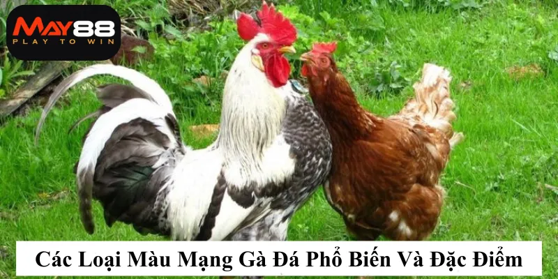 Các Loại Màu Mạng Gà Đá Phổ Biến Và Đặc Điểm Của Từng Loại