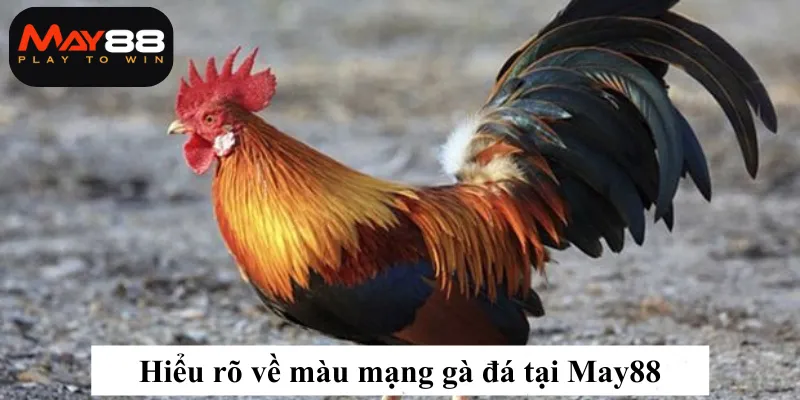 Hiểu rõ màu mạng gà đá tại May88
