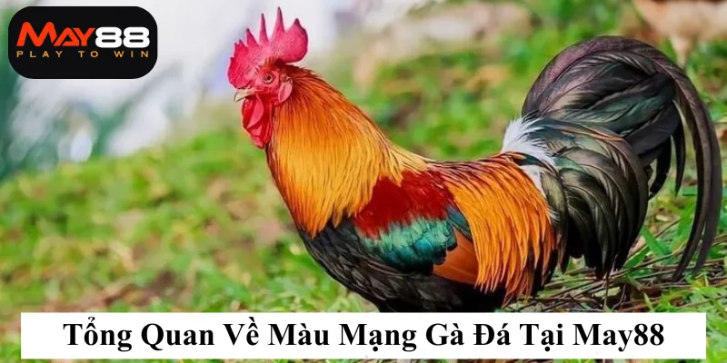 Tổng Quan Về Màu Mạng Gà Đá Tại May88