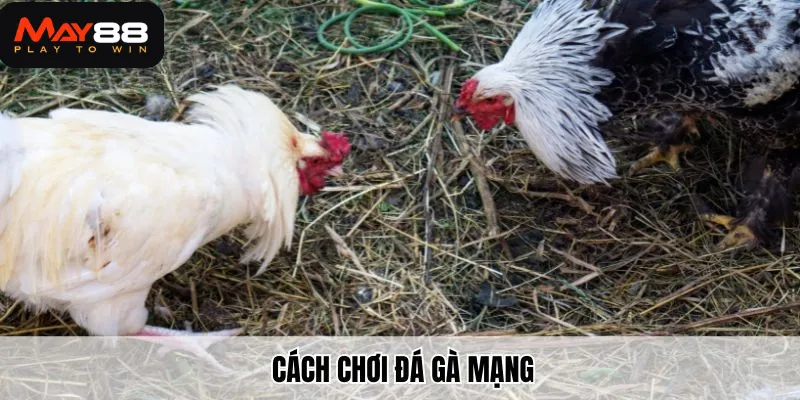 Cách chơi đá gà mạng tại May88